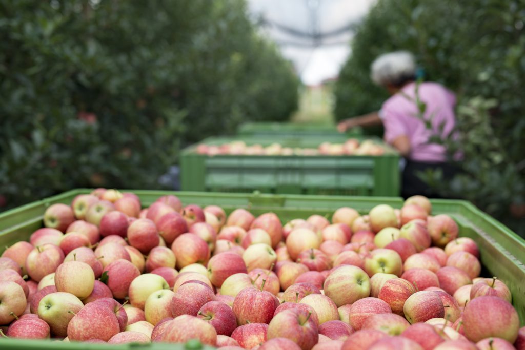 People working in an apple orchard picking fruit and placing them into basket. Organic farm fruit production.