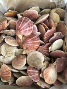 Wild Pink and Spiny Scallops image