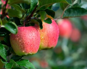 Apples: Ambrosia image