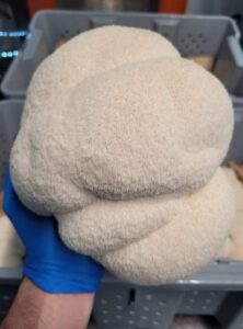 Mushroom: Lion's Mane, Fresh image