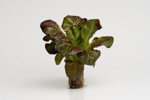 Lettuce: Red Loose-leaf image