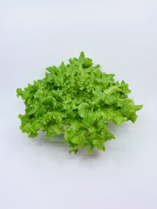 Lettuce: Green Oakleaf image