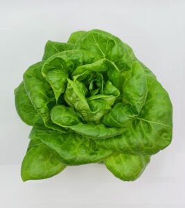 Lettuce: Butterhead  image