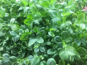 Microgreens: Fava Shoots image