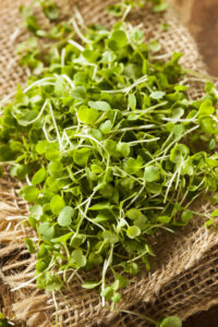 Microgreens: Arugula image