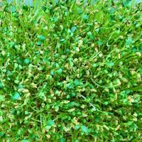 Microgreens: Fenugreek image