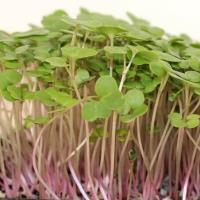 Microgreens: Kale Red image