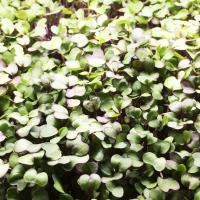 Microgreens: Kohlrabi Purple image