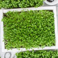 Microgreens: Mustards image