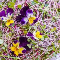 Microgreens: Radishes image