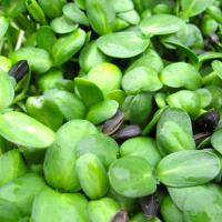 Microgreens: Sunflower Shoots image