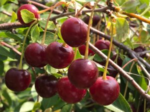 Cherries: Frozen, Dwarf Sour  image