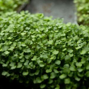 Microgreens: Mellow Mix image