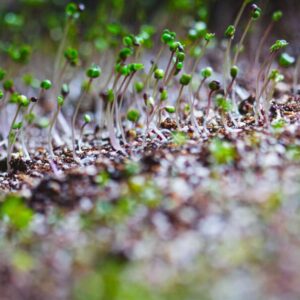 Microgreens: Protein Mix image