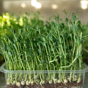 Microgreens: Garden Mix image