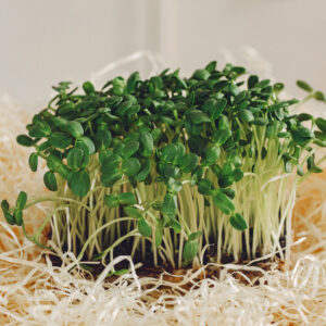 Microgreens: Spicy Mix image