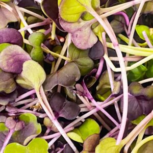 Microgreens: Red Radish image