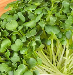 Microgreens: Daikon Radish image