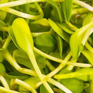 Microgreens: Sunflower Shoots image