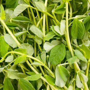 Microgreens: Pea Shoots image