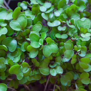 Microgreens: Kohlrabi image