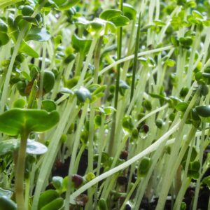 Microgreens: Turnip image