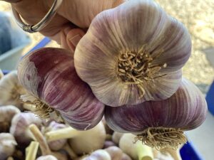 Red Russian Garlic image